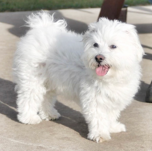 20 Small Dog Breeds That Will Steal Your Heart