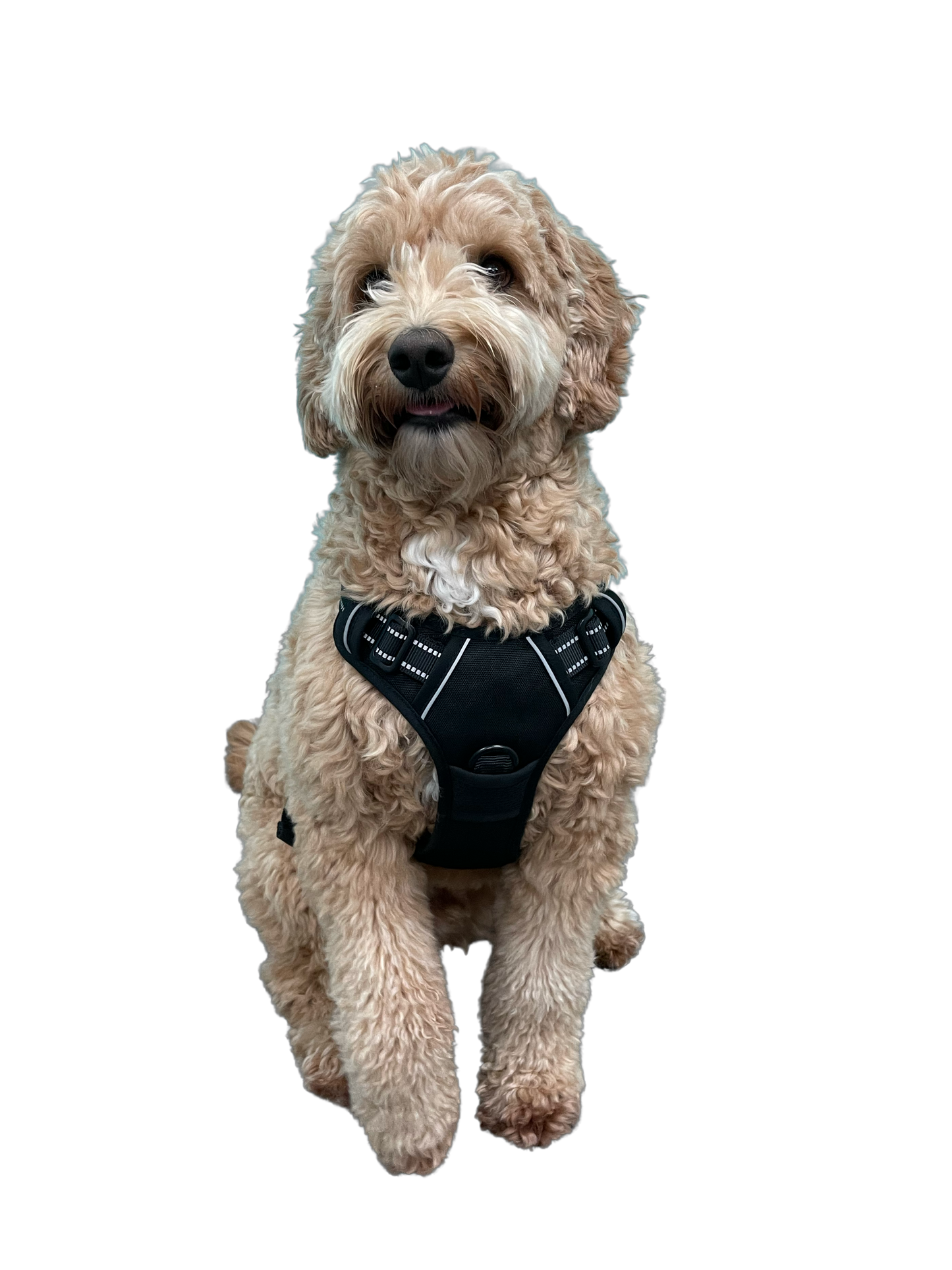 Classic Lightweight Harness