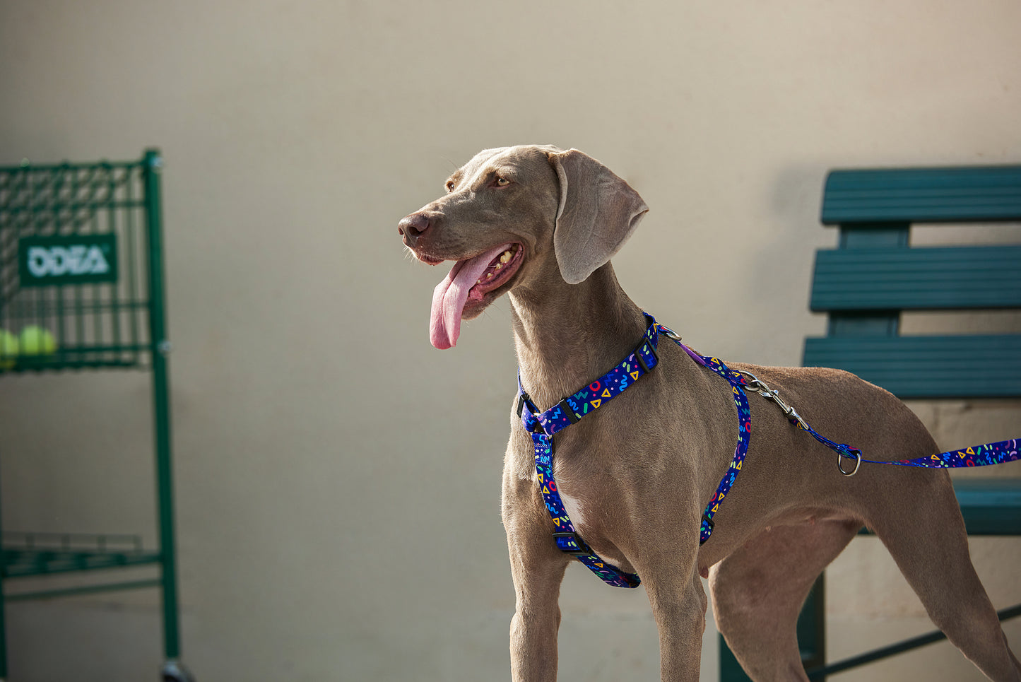 H-Style Harness with Pattern