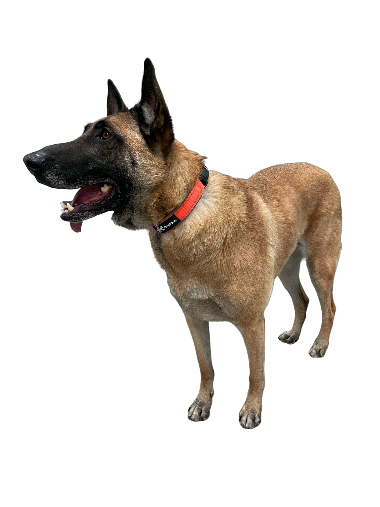 Soft-Padded Collar With Air Tag Holder