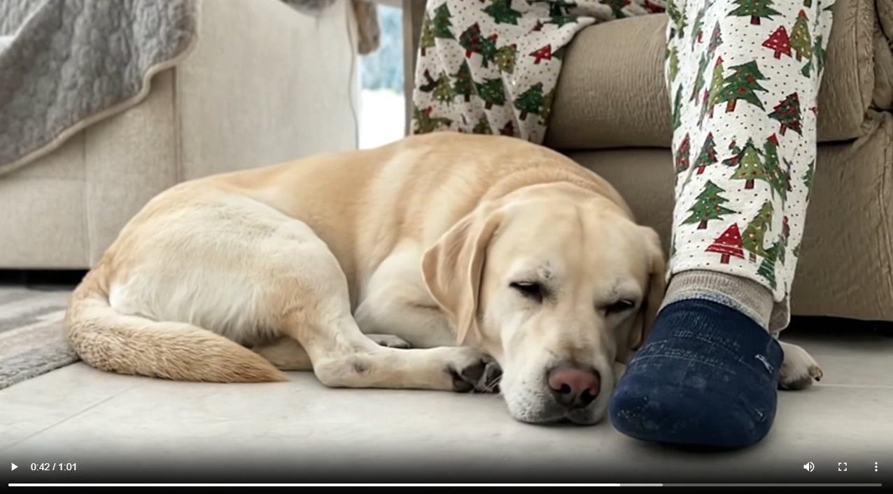 Goldie & Frenchie Cameo Videos