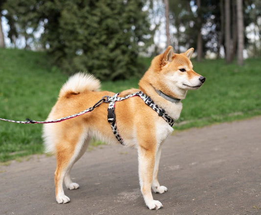 Shiba Inu Dog Breed Wearing Dog Harness
