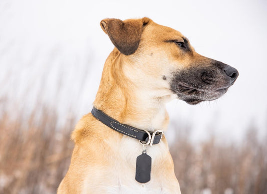 Why a Comfortable Collar is Essential for Your Dog