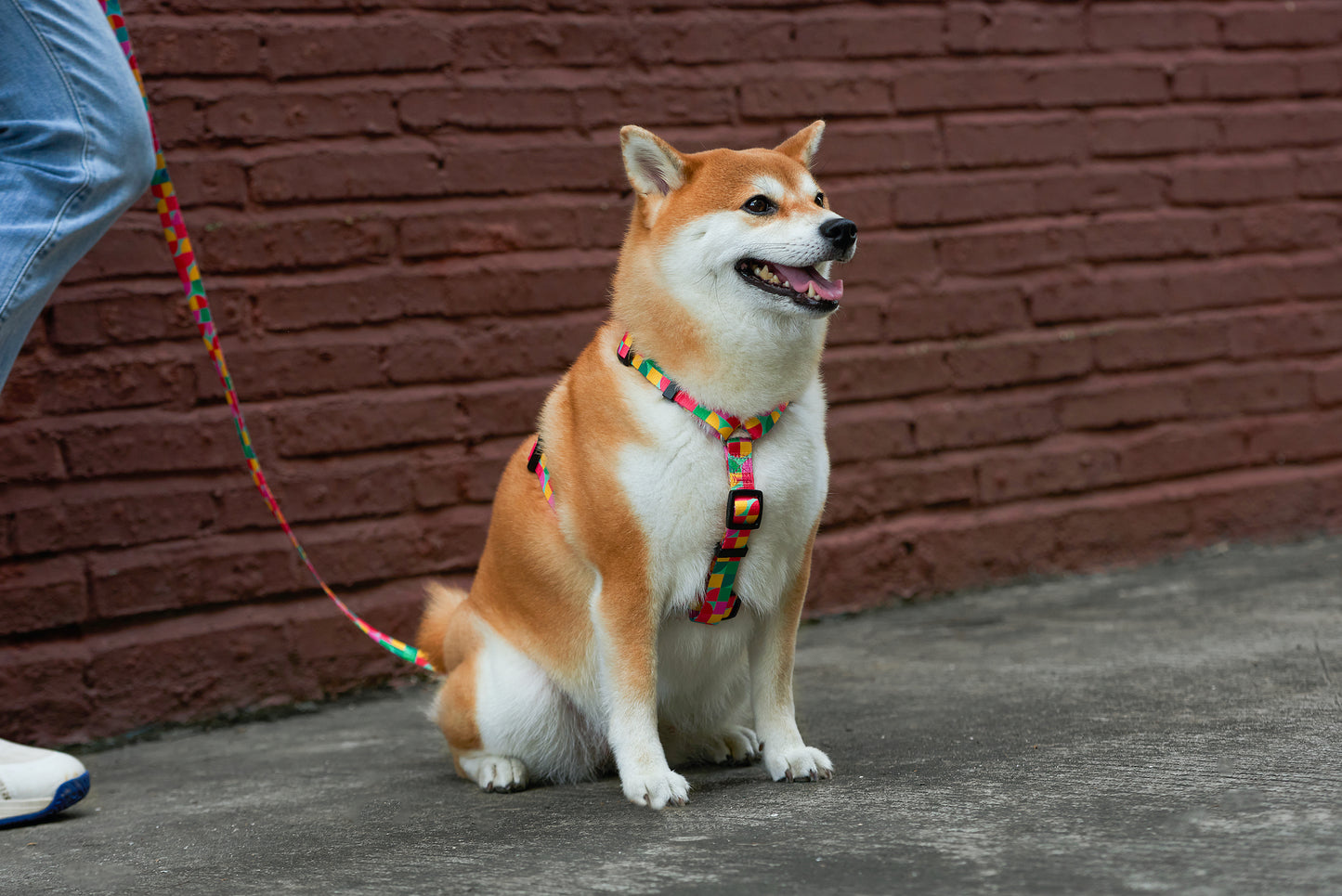 H-Style Harness with Pattern